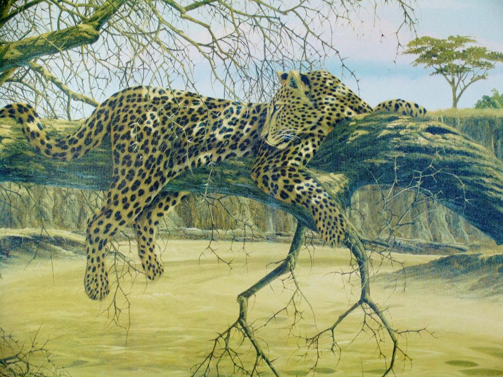 Andrew Bone Leopards in the Wild