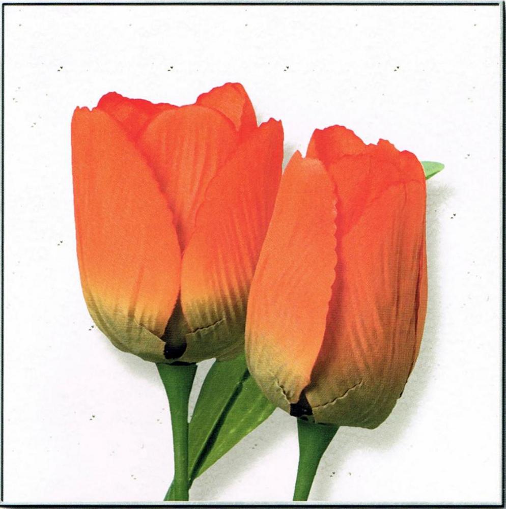 Neum Collection Tulips Orange on White