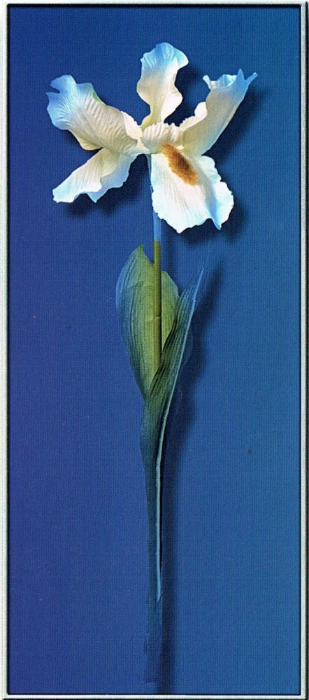 Neum Collection Flower White on Blue