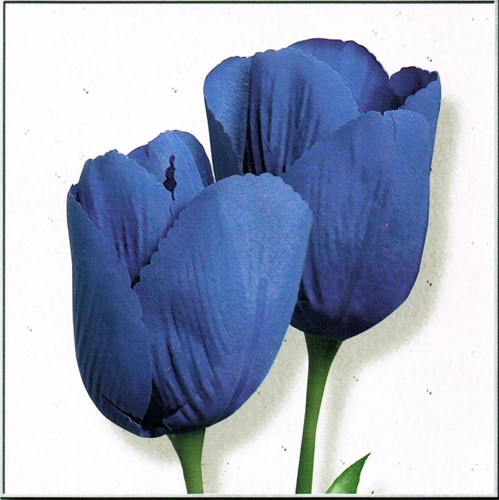 Neum Collection Tulips in Purple