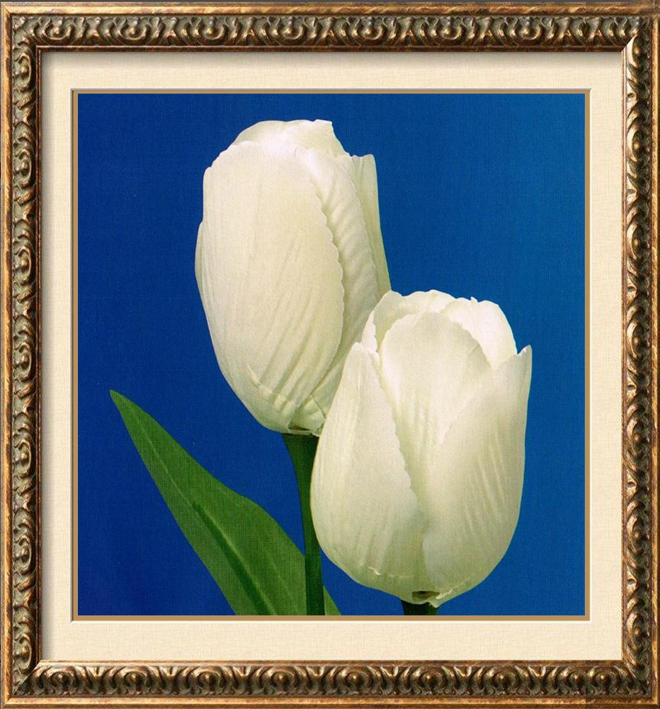 Neum Collection Tulips on Blue