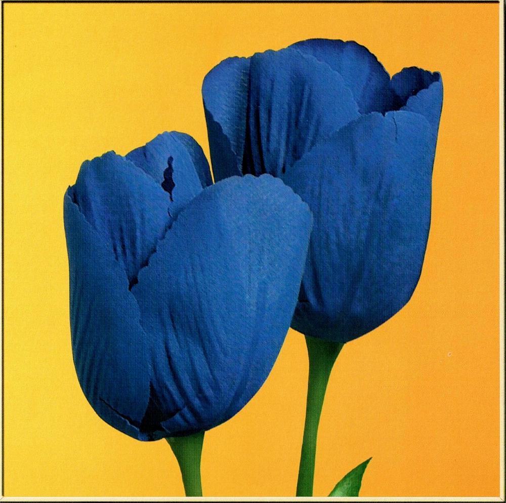 Neum Collection Tulips on Gold - Click Image to Close