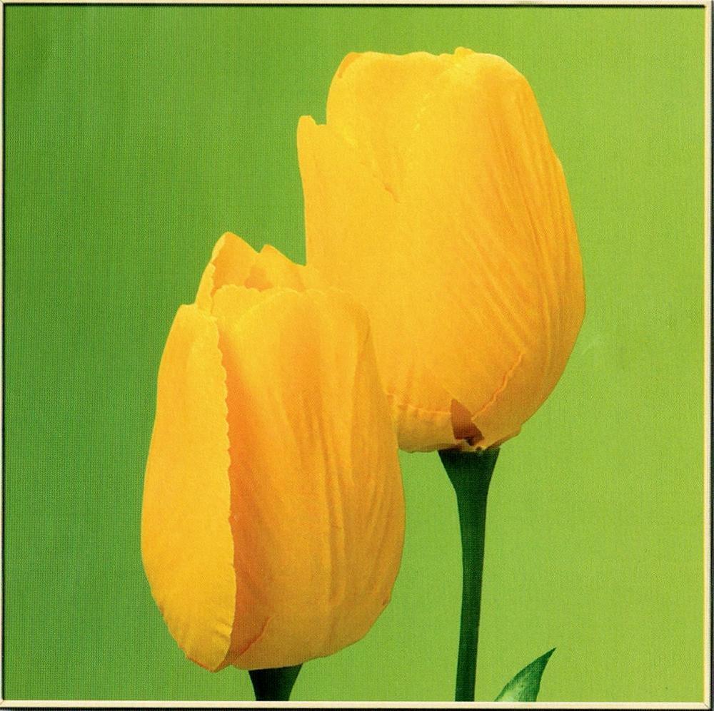 Neum Collection Tulips on Green