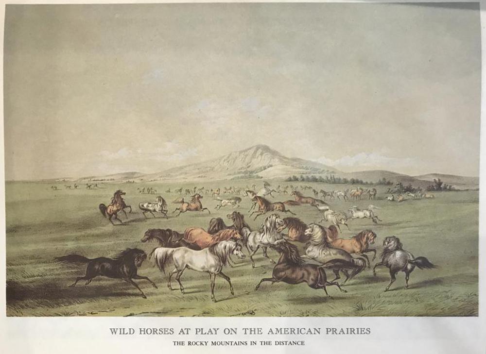 The Prairies And The Mountains: Wild Horses At Play On The American Prairies