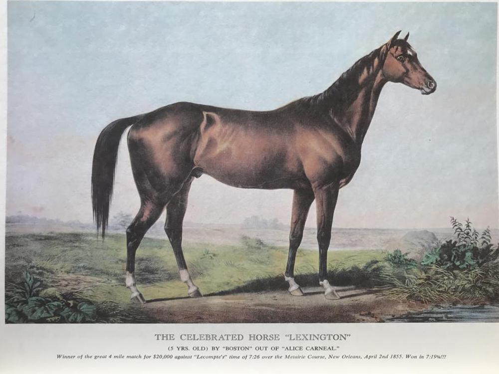 Sports: The Celebrated Horse Lexington